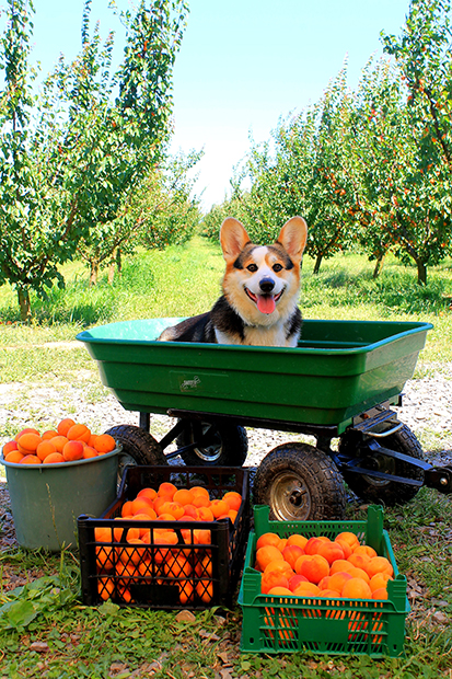 Frutmix
